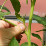 pinçage en jardinage