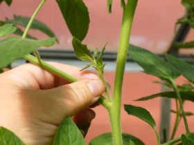 Le pinçage en jardinage : technique, timing et résultats 4 pinçage en jardinage